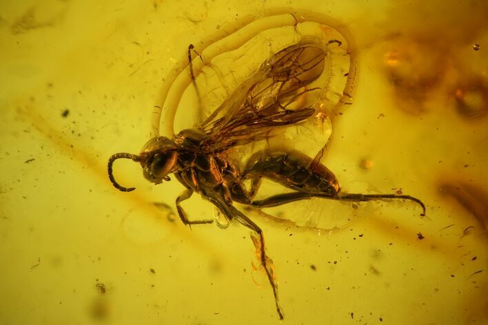 Detailed Fossil Wasp (Hymenoptera) In Baltic Amber #150740